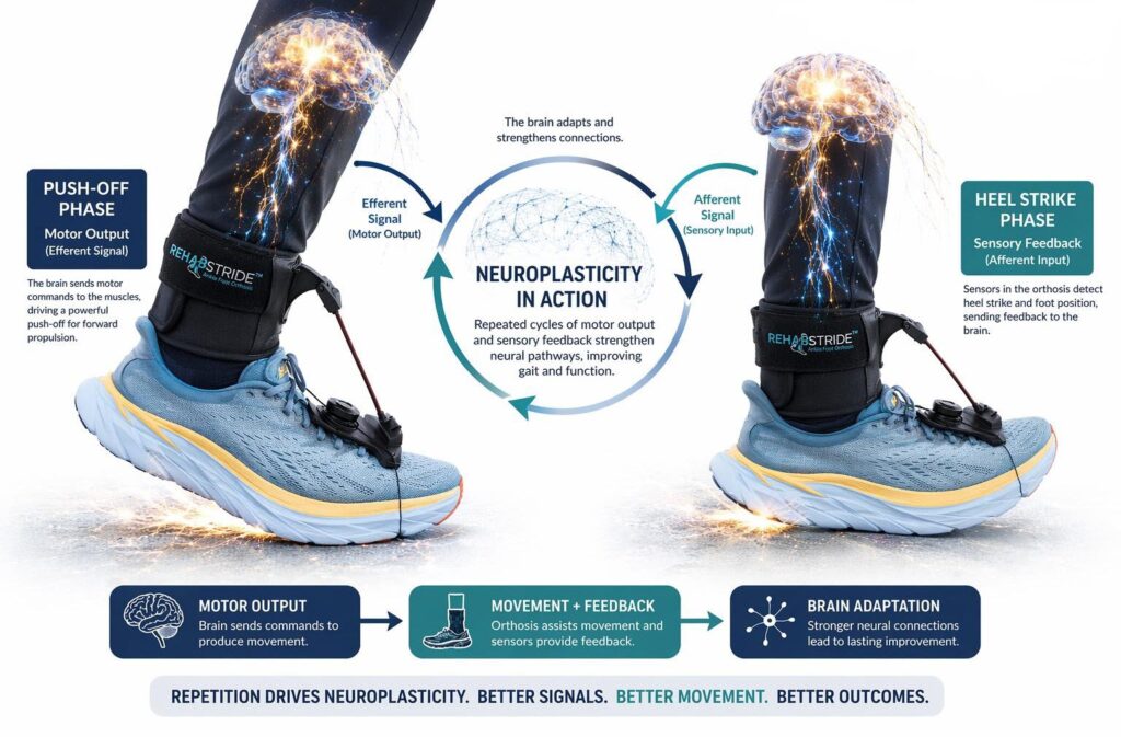 Rewiring the Brain: How the Right Foot Drop Brace Drives Neuroplasticity After a Stroke